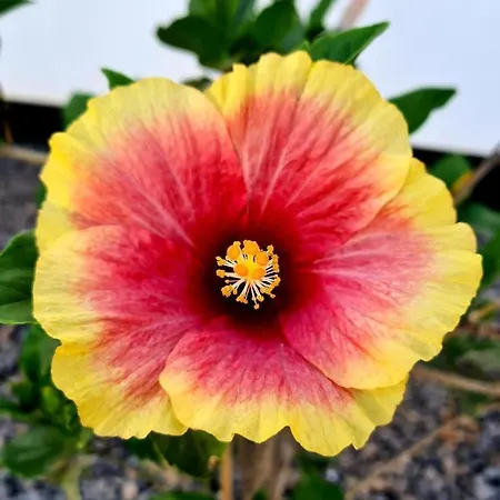 Valentina, Piscine Chauffee Et Serenite 拉哈雷斯