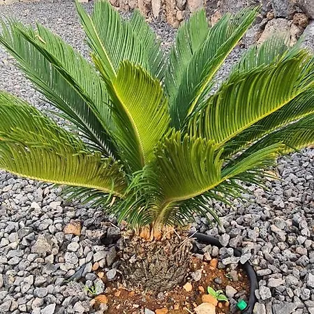 别墅 Valentina, Piscine Chauffee Et Serenite 拉哈雷斯